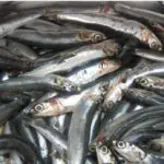 Du Liban aux côtes algériennes : une nouvelle espèce de poisson s&rsquo;invite sur notre littoral 