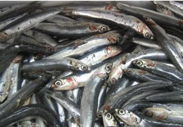 Du Liban aux côtes algériennes : une nouvelle espèce de poisson s’invite sur notre littoral