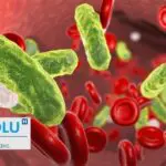 Septicémie : le mécanisme secret d&rsquo;une réponse immunitaire hors de contrôle