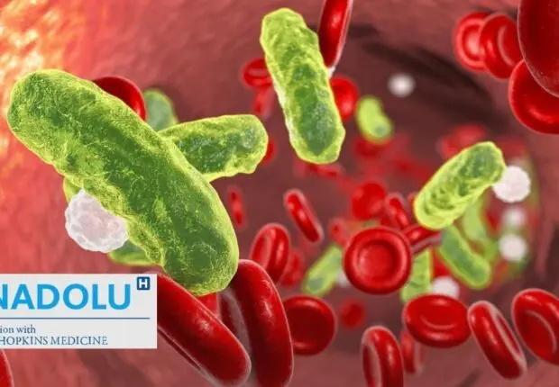 Septicémie : le mécanisme secret d&rsquo;une réponse immunitaire hors de contrôle