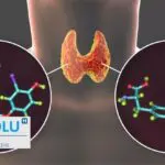 T4 libre (thyroxine) : le guide complet pour décoder votre bilan thyroïdien