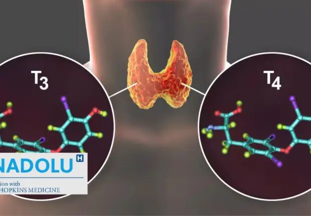 T4 libre (thyroxine) : le guide complet pour décoder votre bilan thyroïdien