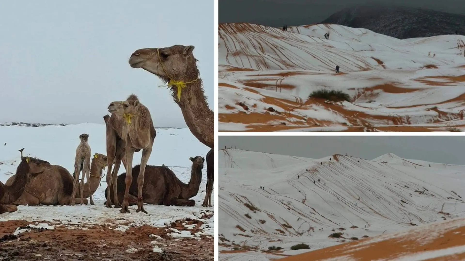 Spectacle insolite : quand la neige recouvre les dunes du Sahara algérien (IMAGES)