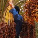 Exportations : Yacine Oualid passe à l’offensive pour propulser la datte à l’international