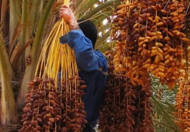 Exportations : Yacine Oualid passe à l’offensive pour propulser la datte à l’international