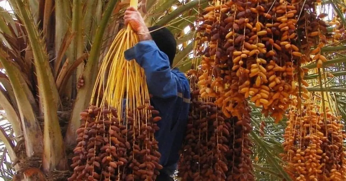 Exportations : Yacine Oualid passe à l’offensive pour propulser la datte à l’international