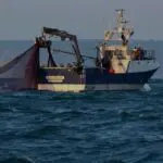 Pêche : Ce pays voisin autorise l&rsquo;Algérie à exploiter 31 000 tonnes de poissons dans ses eaux