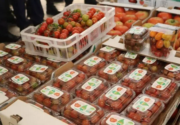 80 tonnes exportées vers l’Espagne : La tomate algérienne joue déjà dans la cour des grands