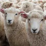 Aïd al-Adha / moutons importés : un mode de vente inédit pour en finir avec les passe-droits