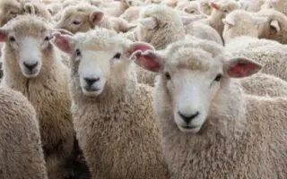Aïd al-Adha / moutons importés : un mode de vente inédit pour en finir avec les passe-droits