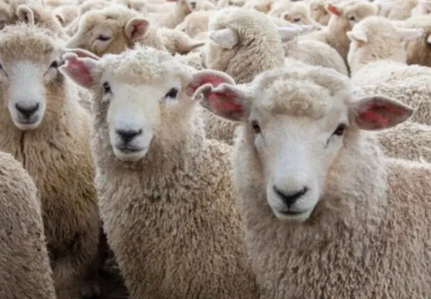 Aïd al-Adha / moutons importés : un mode de vente inédit pour en finir avec les passe-droits