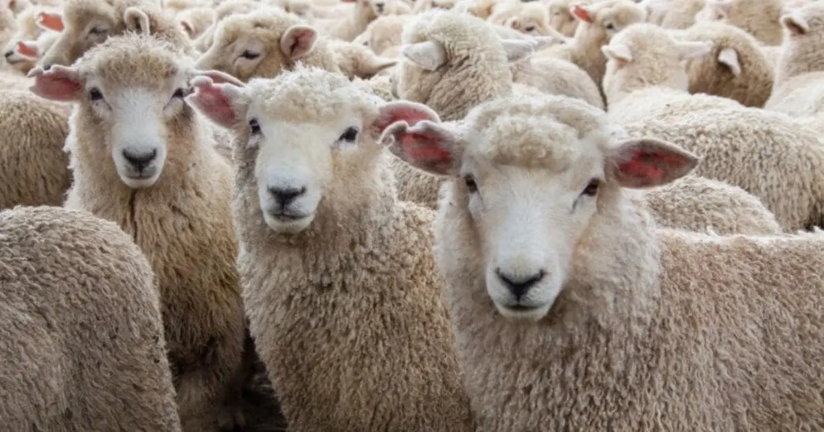 Aïd al-Adha / moutons importés : un mode de vente inédit pour en finir avec les passe-droits