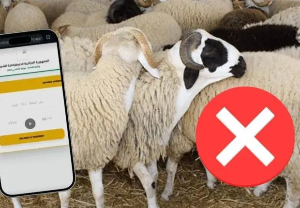 Achat des moutons importés via Adhahi.dz : l&rsquo;APOCE met en garde