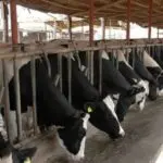 Méga-projet Baladna : Les premières vaches américaines arrivent à partir de cette date