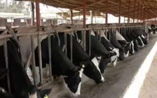 Lait en poudre : BALADNA prépare l&rsquo;arrivée de 30 000 vaches américaines dès novembre