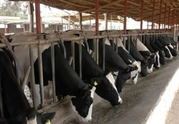 Méga-projet Baladna : Les premières vaches américaines arrivent à partir de cette date