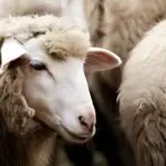 Date de l’Aïd el-Adha 2026 : Ce que disent les calculs astronomiques