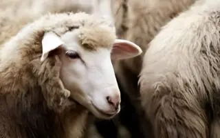 Date de l’Aïd el-Adha 2026 : Ce que disent les calculs astronomiques