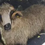 Vente des moutons importés au KG : la solution de Zebdi pour que chaque Algérien paie le « juste prix »