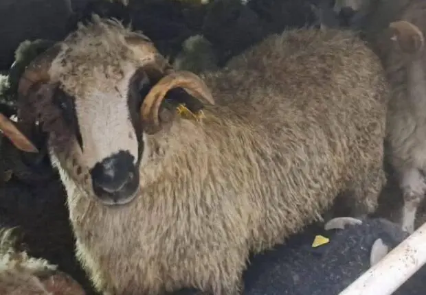 Vente des moutons importés au KG : la solution de Zebdi pour que chaque Algérien paie le « juste prix »