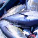 Du poisson à la portée de tous en 2026 : Yacine Oualid met le paquet sur la pêche