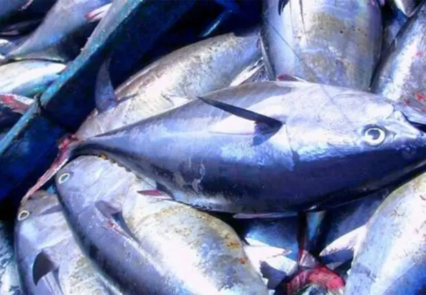 Du poisson à la portée de tous en 2026 : Yacine Oualid met le paquet sur la pêche