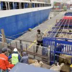 Moutons de l’Aïd : une nouvelle cargaison débarque à Alger… les prix vont-ils enfin baisser ?