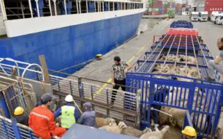 Moutons de l’Aïd : une nouvelle cargaison débarque à Alger… les prix vont-ils enfin baisser ?