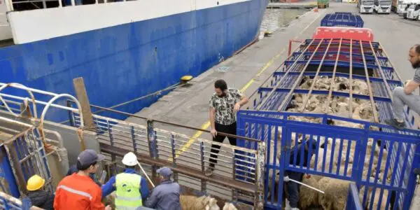 Moutons de l’Aïd : une nouvelle cargaison débarque à Alger… les prix vont-ils enfin baisser ?