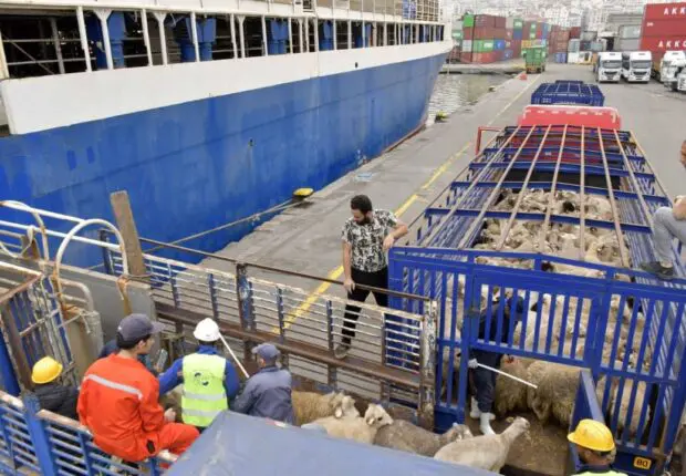Moutons de l’Aïd : une nouvelle cargaison débarque à Alger… les prix vont-ils enfin baisser ?