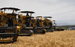 Moisson 2025 – 2026 : AgroDrive déploie un dispositif massif pour soutenir les agriculteurs algériens