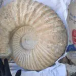 France : 2 000 objets préhistoriques d’Algérie saisis dans une salle des ventes