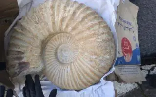 France : 2 000 objets préhistoriques d’Algérie saisis dans une salle des ventes