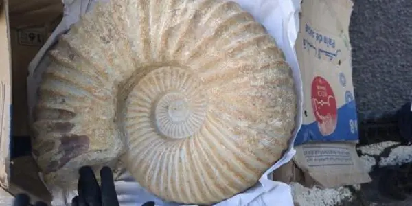 France : 2 000 objets préhistoriques d’Algérie saisis dans une salle des ventes