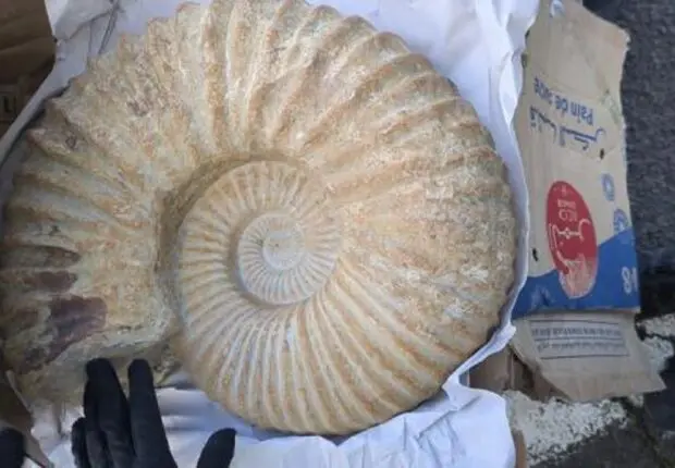 France : 2 000 objets préhistoriques d’Algérie saisis dans une salle des ventes