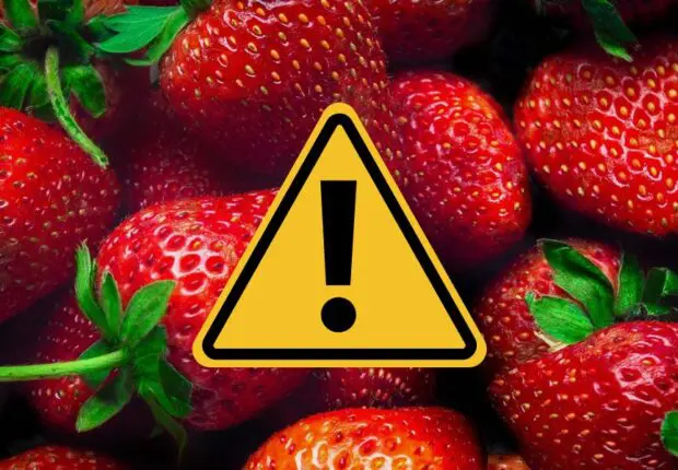 Vente de fraises sur le marché algérien : faites attention à cette pratique avant d’acheter