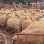 Mouton importés : cette pratique courante chez les Algériens peut les tuer, avertit une vétérinaire