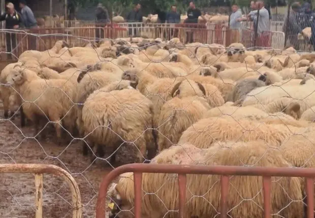 Moutons importés : cette pratique courante chez les Algériens peut les tuer, avertit une vétérinaire