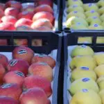 Après la tomate, l&rsquo;État s&rsquo;attaque à la filière pomme : Voici le plan pour baisser les prix