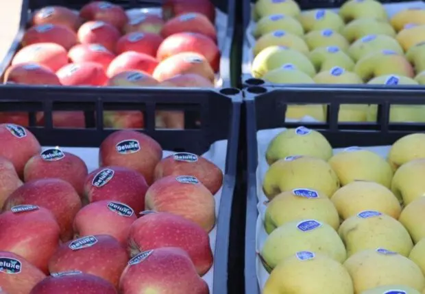 Après la tomate, l&rsquo;État s&rsquo;attaque à la filière pomme : Voici le plan pour baisser les prix