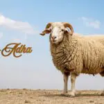 Aïd el-Adha 2026 en Algérie : quelles sont les prévisions météo de ce mercredi 27 mai ?