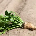 Vers la fin du sucre importé ? Le pari de ce projet à 600 millions $ sur la betterave dans le sud