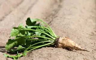 Vers la fin du sucre importé ? Le pari de ce projet à 600 millions $ sur la betterave dans le sud