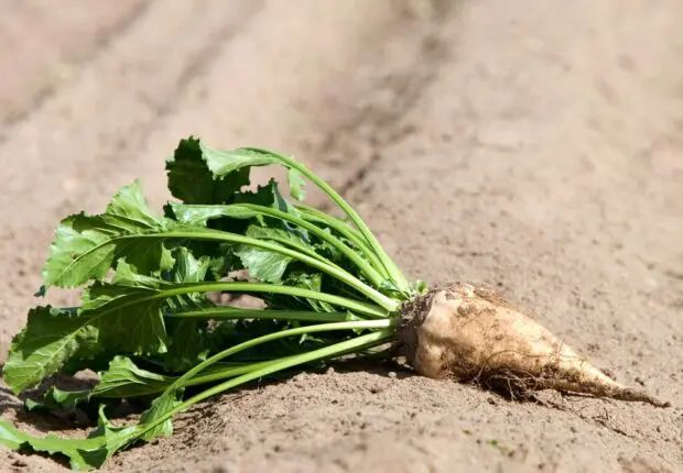 Vers la fin du sucre importé ? Le pari de ce projet à 600 millions $ sur la betterave dans le sud