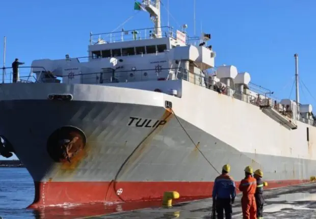 Aïd el-Adha 2026 : arrivée de plus de 13 000 moutons importés au port de Skikda