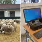 Aïd El-Adha : vous pouvez désormais récupérer votre mouton importé, voici comment ça se passe