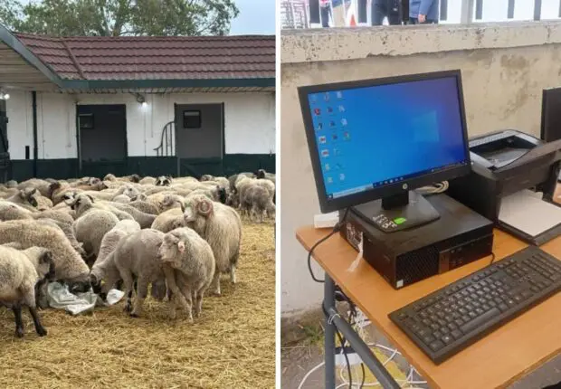 Aïd El-Adha : vous pouvez désormais récupérer votre mouton importé, voici comment ça se passe