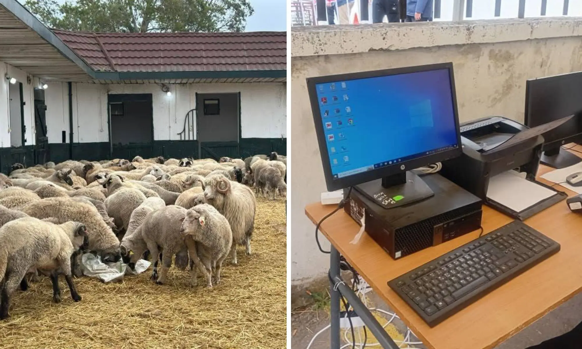 Aïd El-Adha : vous pouvez désormais récupérer votre mouton importé, voici comment ça se passe