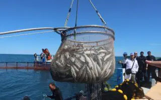 Vers une baisse des prix du poisson en Algérie ? Yacine Oualid fixe un cap pour la filière pêche