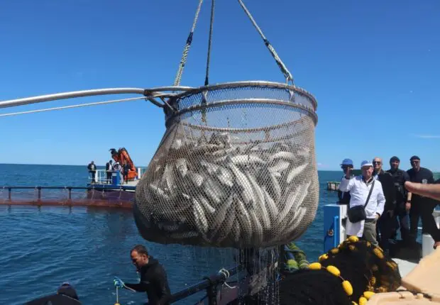 Vers une baisse des prix du poisson en Algérie ? Yacine Oualid fixe un cap pour la filière pêche